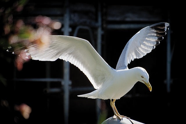 鳥　展翅 翼
